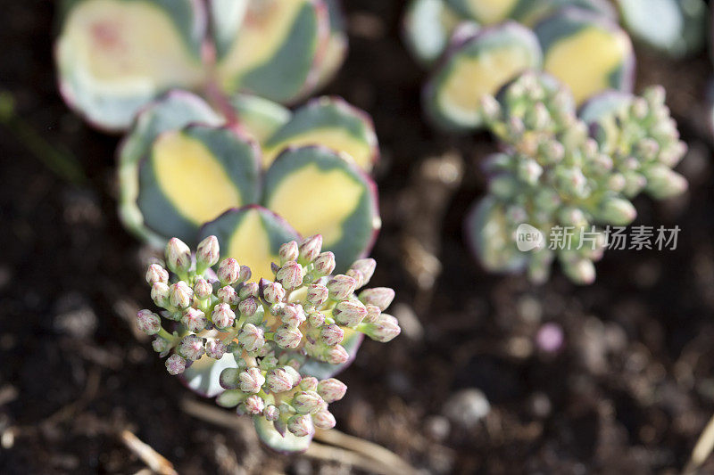 秋螺柱“马蹄下”(Sedum sieboldii)